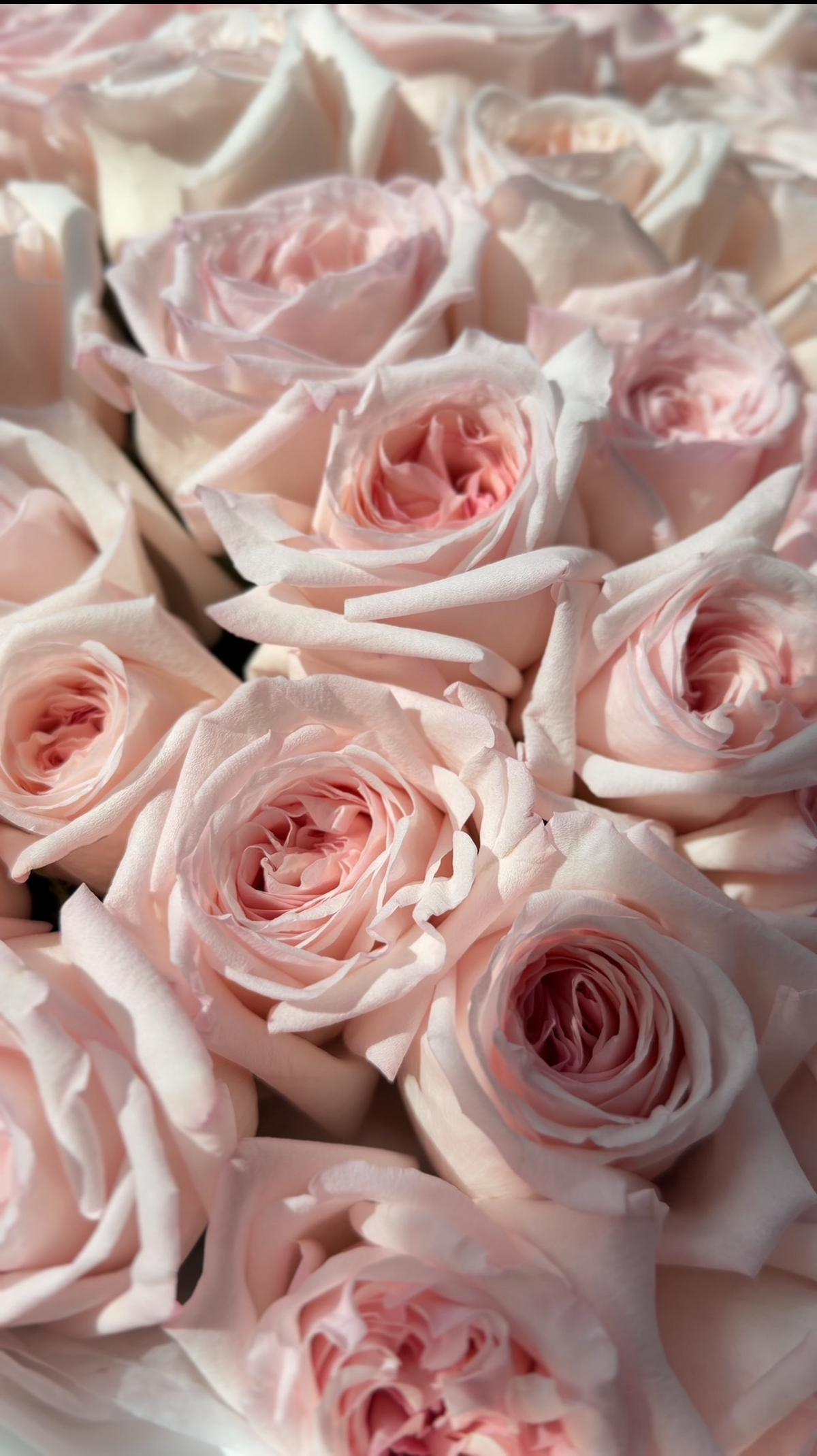 Bouquet “Pink O’hara Roses”